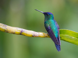 violet-capped woodnymph<br><i> (Thalurania glaucopis)</i>