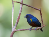 chestnut-bellied euphonia<br><i> (Euphonia pectoralis)</i>