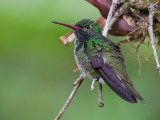 glittering-throated emerald<br><i> (Amazilia fimbriata)</i>