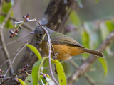 gray-hooded flycatcher<br><i> (Mionectes rufiventris)</i>