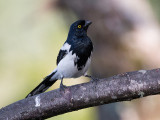 magpie tanager<br><i> (Cissopis leverianus)</i>