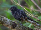 large-tailed antshrike<br><i> (Mackenziaena leachii)</i>