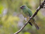 swallow tanager (f.)<br><i> (Tersina viridis)</i>