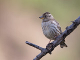 rock sparrow <br><i>(Petronia petroni)</i>