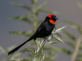 red-collared widowbird<br><i>(Euplectes ardens)