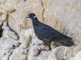 white-collared pigeon<br><i>(Columba albitorques)</i>