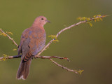 laughing dove<br><i>(Streptopelia senegalensis)</i>