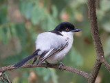 northern puffback<br><i>(Dryoscopus gambensis)</i>