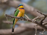 blue-breasted bee-eater<br><i>(Merops variegatus)</i>