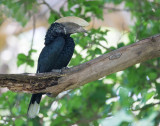 silvery-cheeked hornbill (f.)<br><i>(Bycanistes brevis)</i>