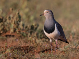 black-winged lapwing<br><i>(Vanellus melanopterus)</i>