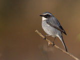 grey bushchat<br><i>(Saxicola ferreus)</i>