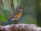 himalayan bluetail (f.)<br><i>(Tarsiger rufilatus)</i>