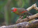 red-faced liocichla<br><i>(Liocichla phoenicea)</i>