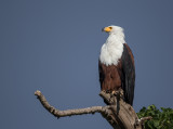 african fish eagle<br><i>(Haliaeetus vocifer)</i>