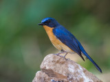 hill blue flycatcher<br><i>(Cyornis banyumas)</i>