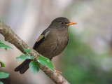 grey-winged blackbird<br><i>(Turdus boulboul)</i>