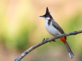 red-whiskered bulbul<br><i>(Pycnonotus jocosus)</i>