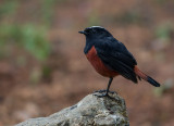 white-capped redstart<br><i>(Phoenicurus leucocephalus)</i>