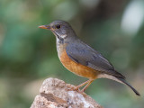 black-breasted thrush (f.)<br><i>(Turdus dissimilis)</i>