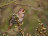common nightingale <br><i>(Luscinia megarhynchos)</i>