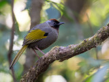 silver-eared laughingthrush<br><i>(Trochalopreron melanostigma)</i>