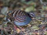 rufous-throated partridge<br><i>(Arborophila rufogularis)</i>