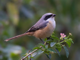 grey-backed shrike<br><i>(Lanius tephronotus)</i>