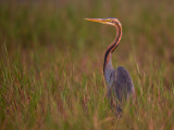 purple heron<br><i>(Ardea purpurea)</i>