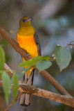 orange-breasted trogon<br><i>(Harpactes oreskios)</i>