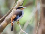 silver-breasted broadbill<br><i>(Serilophus lunatus)</i>