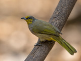 stripe-throated bulbul<br><i>(Pycnonotus finlaysoni)</i>