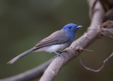 black-naped monarch (f.)<br><i>(Hypothymis azurea)</i>