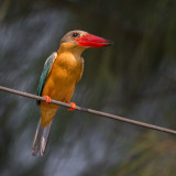 stork-billed kingfisher<br><i>(Pelargopsis capensis)</i>