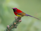 mrs.goulds sunbird<br><i>(Aethopyga gouldiae)</i>