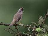 stripe-throated yuhina<br><i>(Yuhina gularis)</i>