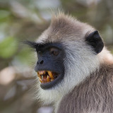 tufted grey langur<br><i>(Semnopithecus priam)</i>