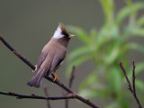 white-collared yuhina<br><i>(Yuhina diademata)</i>