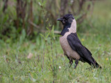 daurian jackdaw<br><i>(Corvus dauuricus)</i>