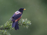 kesslers thrush<br><i>(Turdus kessleri)</i>