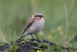 rufous-necked snowfinch<br><i>(Pyrgilauda ruficollis)</i>