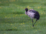 black-necked crane<br><i>(Grus nigricollis)</i>