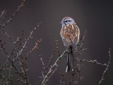 godlewskis bunting<br><i>(Emberiza godlewskii)</i>