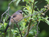 grey-headed bullfinch (f.)<br><i>(Pyrrhula erythaca)</i>