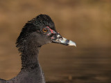 muscovy duck<br><i>(Cairina moschata)</i>