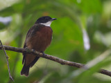 flame-crested manakin<br><i>(Heterocercus linteatus)</i>