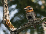 spotted puffbird<br><i>(Nystactes tamatia)</i>