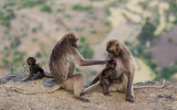 gelada family<br><i>(Theropithecus gelada)</i>