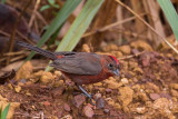 red pileated finch<br><i>(Coryphospingus cucullatus)</i>