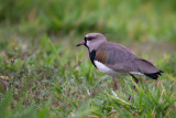 southern lapwing<br><i>(Vanellus chilensis)</i>